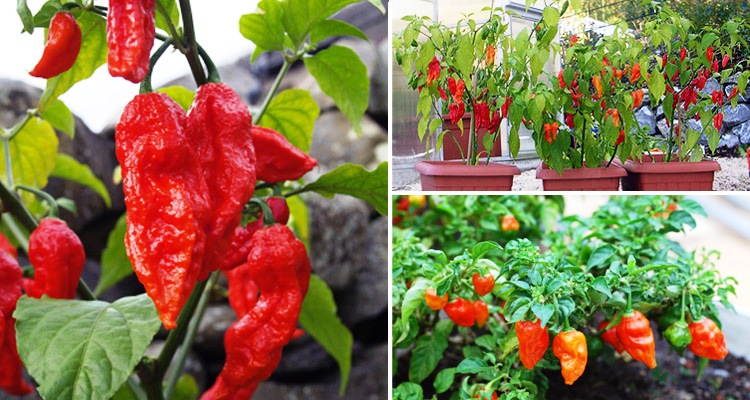 Hujan Menekan Produksi Cabai, Harga Melambung Sampai Maret